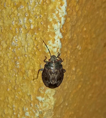 Antiteuchus