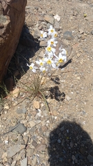 Leucocoryne coronata