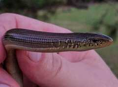 Ophisaurus ventralis
