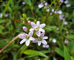 Epidendrum fimbriatum