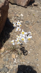 Leucocoryne coronata