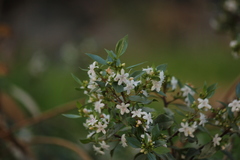 Myoporum petiolatum