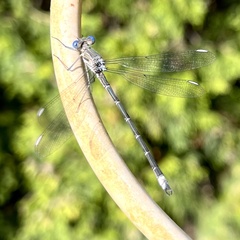 Archilestes californicus