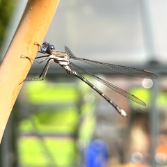 Archilestes californicus