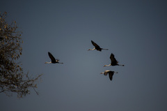 Bugeranus carunculatus