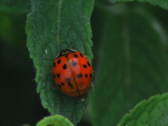 Harmonia axyridis