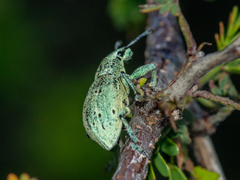 Ericydeus forreri