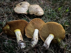 Suillus weaverae