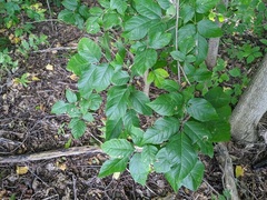 Fraxinus quadrangulata