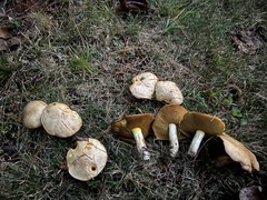 Suillus weaverae