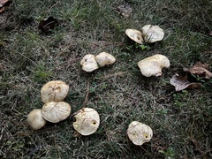 Suillus weaverae