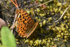 Boloria epithore