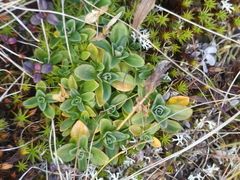 Gentiana glauca