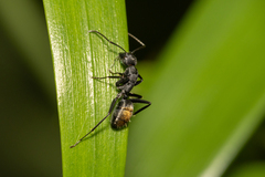 Camponotus aeneopilosus