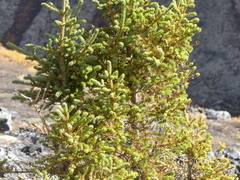 Picea mariana