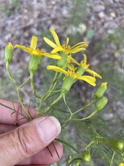 Senecio flaccidus