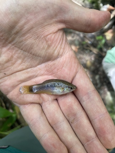 Malinche swordtail (Xiphophorus malinche) — Poeciliidae — 3