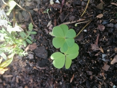 Oxalis exilis
