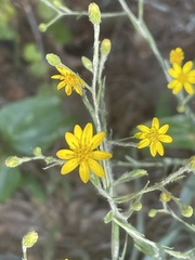 Pityopsis aspera