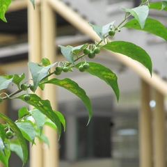 Phellodendron amurense