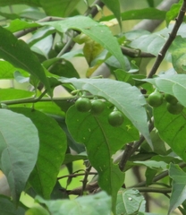 Phellodendron amurense