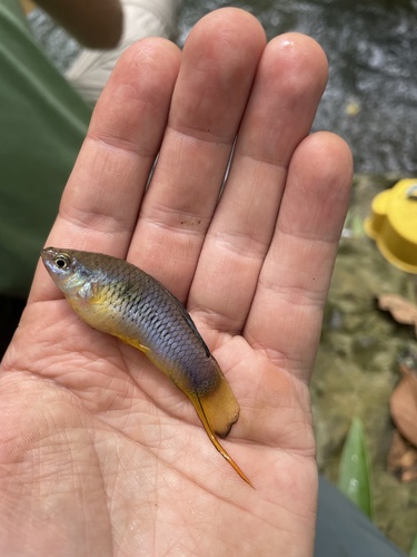 Malinche swordtail (Xiphophorus malinche) — Poeciliidae — 2