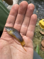 Xiphophorus malinche