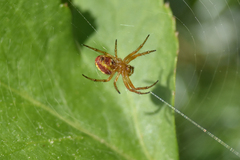 Araniella displicata