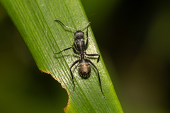 Camponotus aeneopilosus