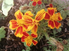 Tagetes