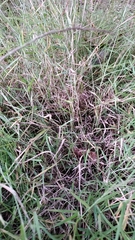 Muhlenbergia schreberi