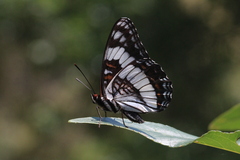 Limenitis weidemeyerii