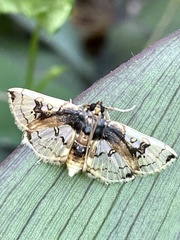 Compacta hirtalis