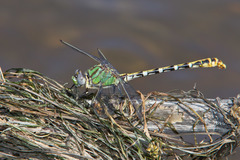 Erpetogomphus heterodon