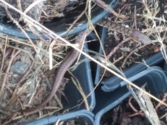 Thamnophis sirtalis pallidulus