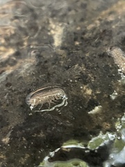 Asellidae