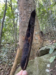 Pseudopiptadenia warmingii