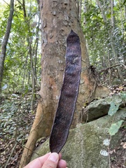 Pseudopiptadenia warmingii