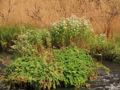 Polemonium occidentale occidentale