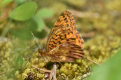 Boloria epithore
