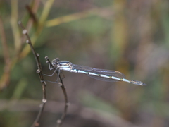 Austrolestes annulosus
