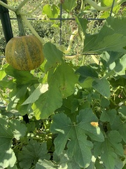 Cucurbita pepo