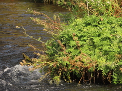 Polemonium occidentale occidentale