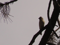 Haemorhous purpureus