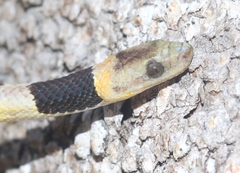 Tropidophis feicki