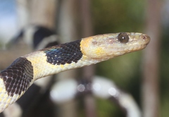 Tropidophis feicki