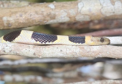 Tropidophis feicki