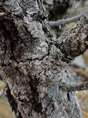 Mycoblastus sanguinarius