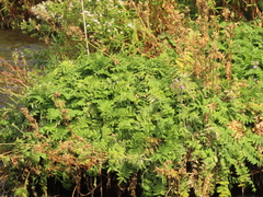 Polemonium occidentale occidentale