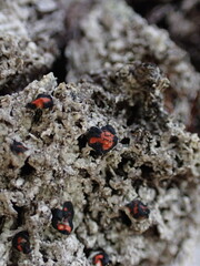 Mycoblastus sanguinarius